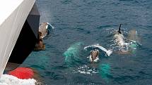 Kosatky dravé jsou přezdívané i "velryba zabiják". Stojí na vrcholu potravinového řetězce, neubrání se jim nikdo.