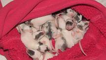 Potkaní mláďata z chovatelské stanice Lavan