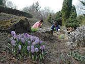 Nové expozice okrasných travin, dřevěné maxišachy či tisíce rozkvetlých krokusů. I taková lákadla nabízí Botanická zahrada výstaviště Flora v Olomouci, která ve čtvrtek 1. dubna otevírá své brány.