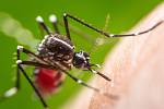 Komáři se řadí mezi ty nejnebezpečnější zvířata na světě