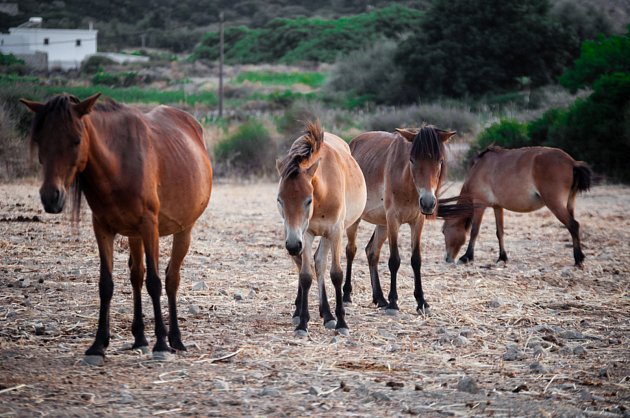 Skyroský poník je endemický druh koně, který žije na ostrově. Shetlandský pony je jeho příbuzný.