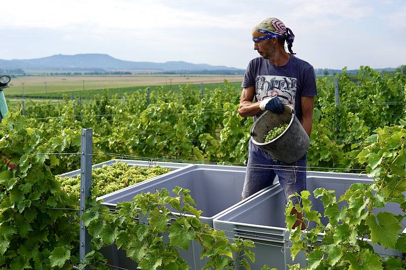 První letošní sběr hroznů pro burčák mají za sebou ve vinařství Chateau Valtice. Ve vinici u Dolních Dunajovic na Břeclavsku uzrála raná odrůda révy vinné Augustovskij