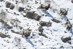 Vzácný pohled na levharta sněžného, který útočí na stádo kozorožců. Musíte se podívat pořádně, abyste šelmu viděli. Napovíme - vlevo.