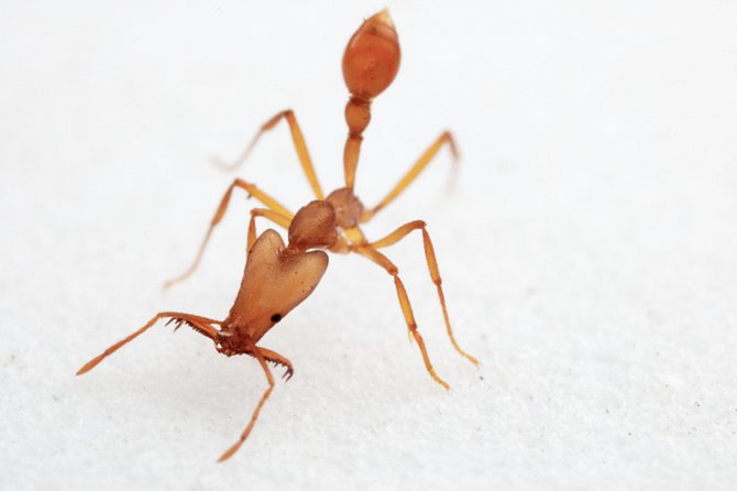 Nový druh mravence