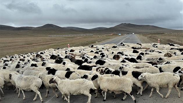 Ovce v jednom z mongolských stád chodí již více než deset dní v kruhu. Záhadu se zatím nepodařilo vyřešit