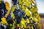 Vinobraní na viniční trati Hejdy, Nenkovice – Vinařství Neoklas Šardice