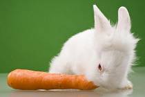 Zakrslý králík. Ilustrační foto