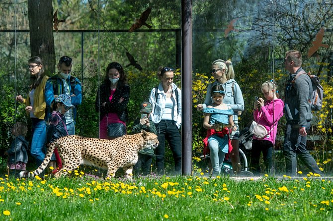 Návštěvníci zoo ve Dvoře Králové