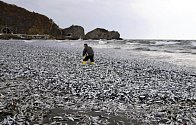 Na pobřeží u japonského ostrova Hokkaidó se vyplavilo obrovské množství uhynulých ryb.