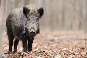 Na divoká prasata lidé mohou narazit dokonce i na sídlištích.