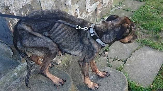 Moravskoslezský spolek pro ochranu zvířat denně řeší akutní případy zraněných či týraných zvířat