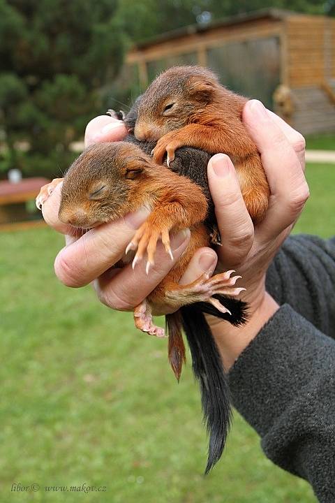 Malé veverky, které vypadly z hnízda, mohou být snadnou kořistí volně pobíhajících psů