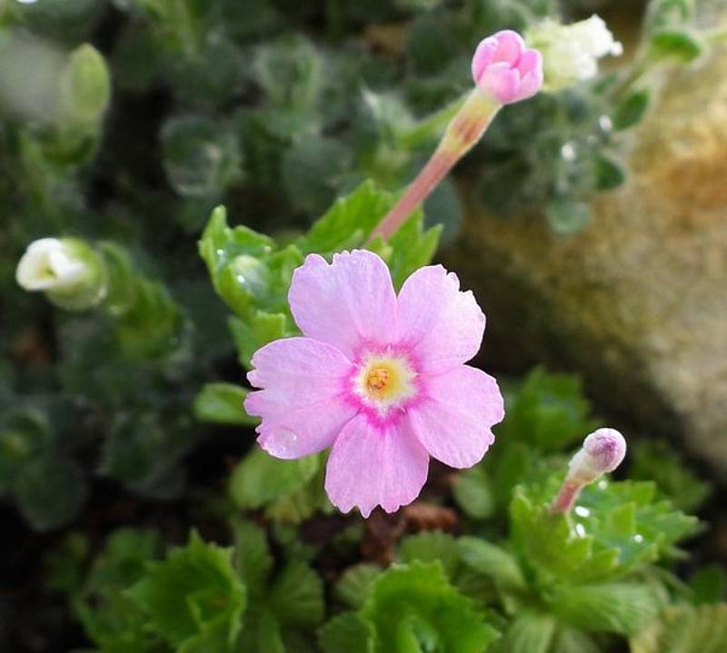 Botanická zahrada Teplice, fotky z expozice