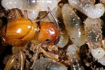 Obyvatele Havaje děsí invaze mravenců. Ilustrační foto