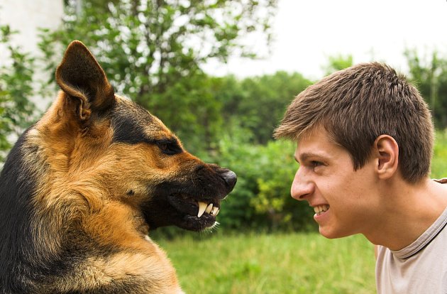 Krčení nosu a cenění zubů je jasný signál, že se psovi situace nelíbí.