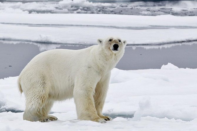 Lední medvědi vlivem globálního oteplování přichází o své přirozené prostředí.