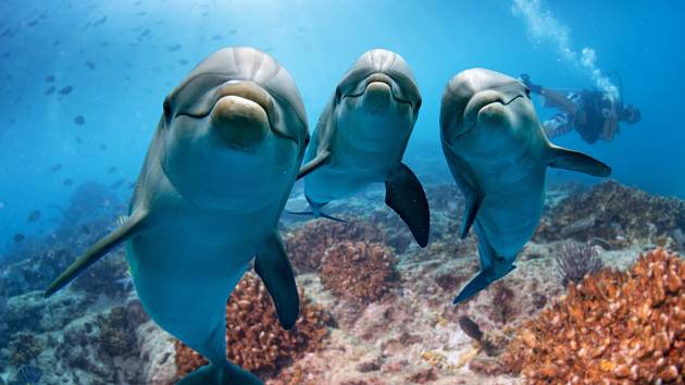 Delfíni. Ilustrační snímek