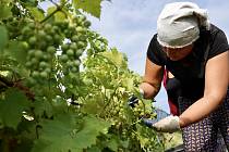 První letošní sběr hroznů pro burčák mají za sebou ve vinařství Chateau Valtice. Ve vinici u Dolních Dunajovic na Břeclavsku uzrála raná odrůda révy vinné Augustovskij.