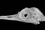 Hlava dosud neznámého dinosauřího druhu, který byl zřejmě nejmenším dinosaurem, jakého věda dosud zaznamenala, se skrývala v 99 milionů let starém jantaru