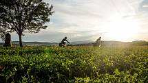 Oblíbeným cílem vinařské turistiky je Hodonín a jeho okolí. Celou oblast lze pohodlně projet i na kole.