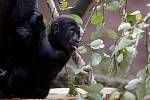 V nově zrekonstruovaném pavilonu goril v pražské zoologické zahradě proběhly 13. října 2007 křtiny mládětě Tatu (na snímku se drží nohy své matky Kijivu), které se narodilo 30. května. Pracovníci zoo také odhalili veřejnosti, že gorilka je sameček. Kmotro