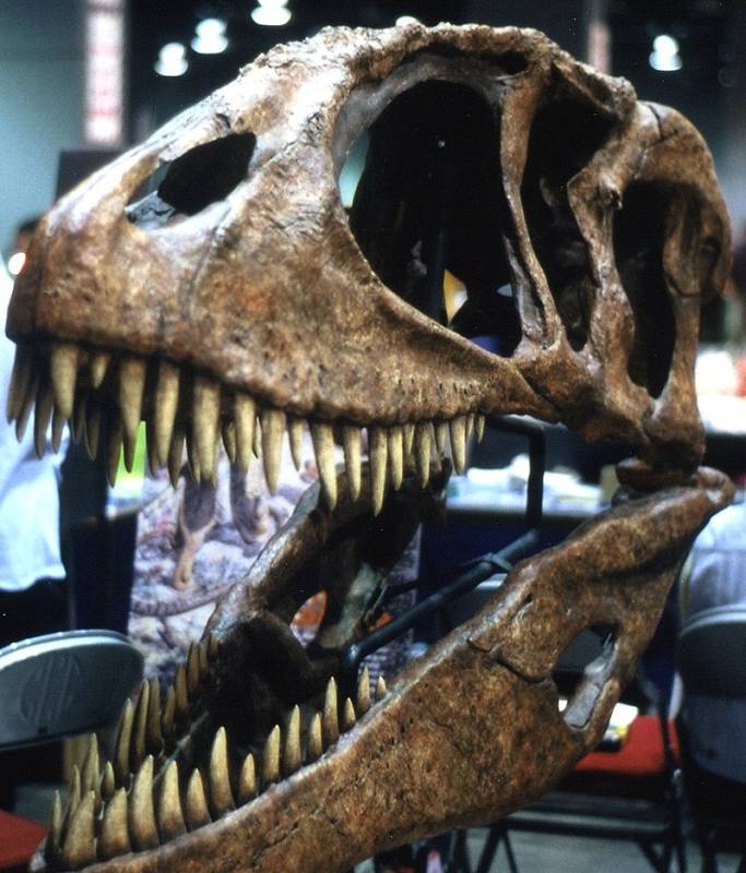Lebka Carcharodontosaura z Kem Kem