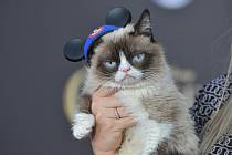 Grumpy Cat měla 2,4 milionu sledujících na Instagramu.