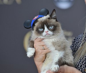 Grumpy Cat měla 2,4 milionu sledujících na Instagramu