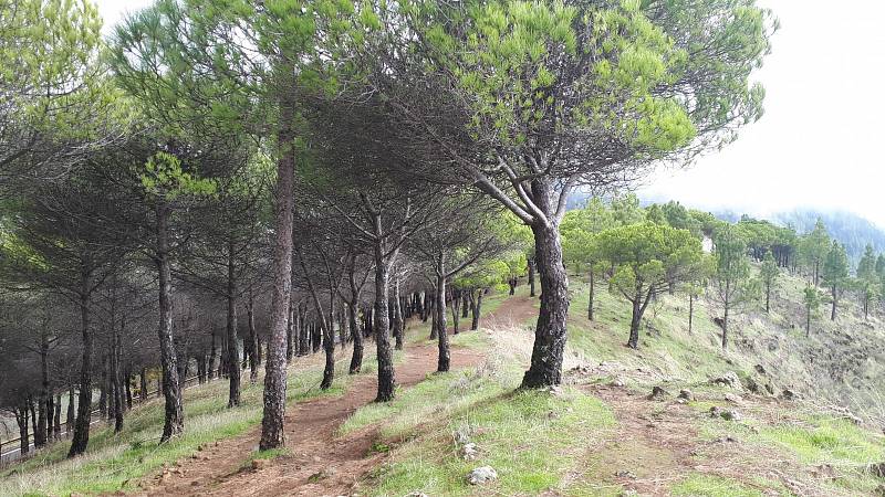 Gran Canaria. Les, přes který se před nedávnou dobou přehnal požár. Odolné kanárské borovice jej přežily.