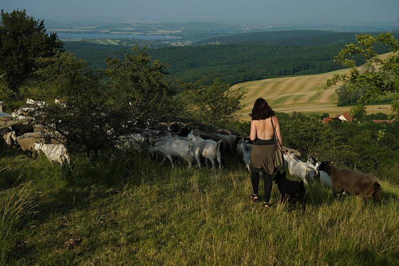 Volná pastva ovcí a koz se vrátila po dlouhé době na jihomoravskou Pálavu. Se stádem vyráží denně na svahy Stolové hory mladá pastýřka Kamila Zavadilová.
