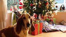 A někteří páníčci na své miláčky myslí i o Vánocích. Obchody s krmivem a zvířecími potřebami právě v těchto dnech začínají vyřizovat objednávky zboží, které skončí jako vánoční dárky.