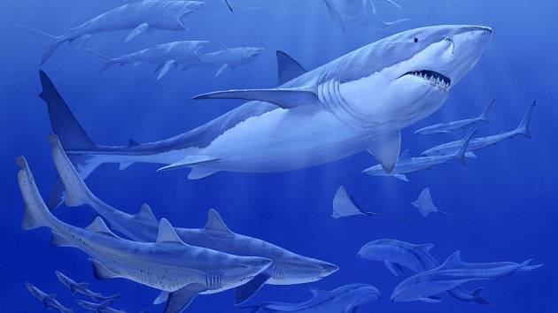Carcharocles angustidens byl jedním z velkých žraloků, kteří se proháněli v oligocénním moři před třemi desítkami milionů let