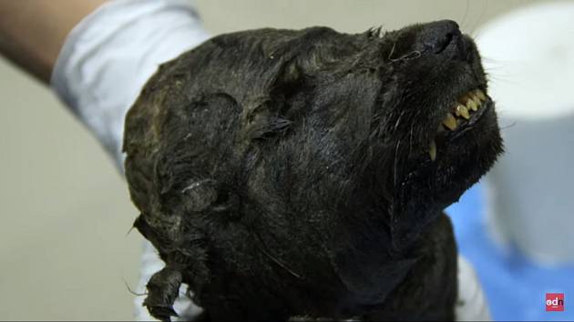 Mumifikovaná štěňata zmrzlá ve věčném sibiřském ledu odhalují nejedno tajemství o naší minulosti