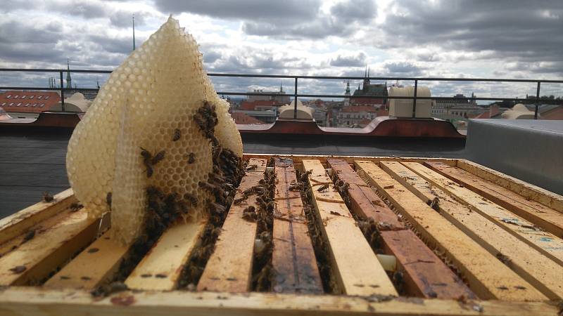 Včelstva na střeše budovy Krajského úřadu Jihomoravského kraje přežila dlouhou zimu.