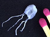 Miniaturní medúza Carukia Barnesi, jejíž velikost v dospělosti nepřesáhne dva centimetry, je největším postrachem severního pobřeží Austrálie.