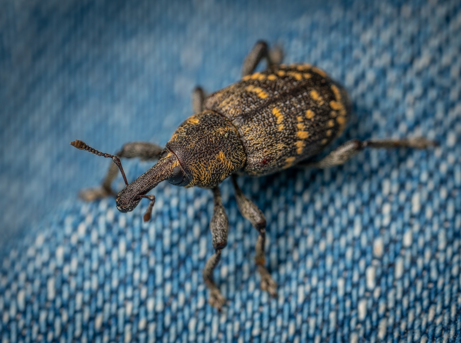 Tyto druhy miniaturního hmyzu možná máte doma. Žijí i tam, kde je uklizeno  - Deník.cz