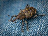 Nosatci jsou drobný hmyz, který si často přinesete domů už z obchodu.