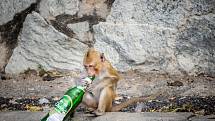 Alkohol láká nejen lidi, ale i zvířata. Často dopíjejí zbytky kolem restaurací nebo konzumují zkvašené ovoce.