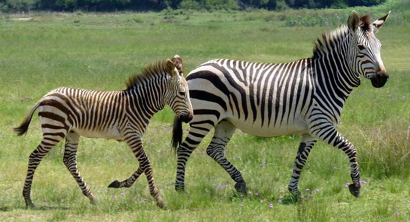 Jakmile zvířata vycítí nebezpečí, zapomenou na mezidruhové půtky. Na snímku je zebra