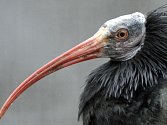 Z voliéry pražské zoologické zahrady dnes postupně uletělo 18 ibisů skalních. Ilustrační foto.