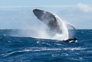 Tajemství velryb: Plíce jim chrání speciální zátka. Vědci popsali, jak funguje