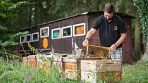 František Vostoupal z rodinné včelí farmy Vostoupalovi z Košic na Táborsku kontroluje včelstvo u úlů