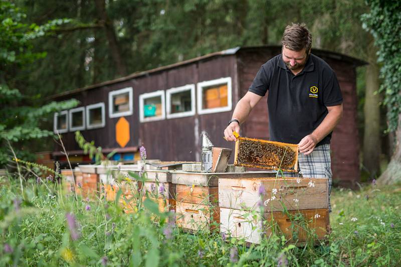 František Vostoupal z rodinné včelí farmy Vostoupalovi z Košic na Táborsku kontroluje včelstvo u úlů