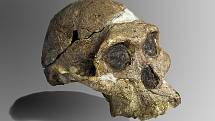Původní kompletní lebka (bez horních zubů a dolní čelisti) 2,1 milionu let starého exempláře rodu Australopithecus africanus, tzv. paní „Plesové“, objevené v Jižní Africe