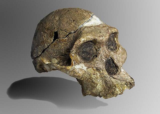 Původní kompletní lebka (bez horních zubů a dolní čelisti) 2,1 milionu let starého exempláře rodu Australopithecus africanus, tzv. paní „Plesové“, objevené v Jižní Africe