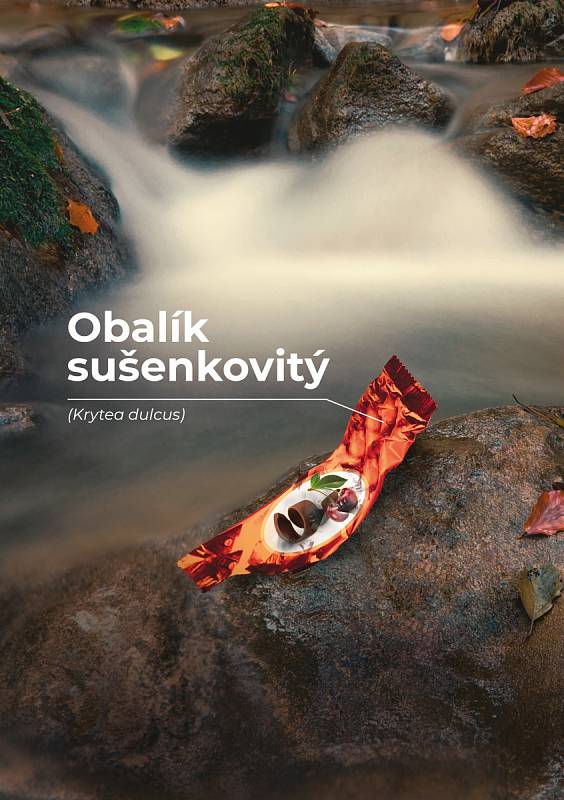 Obalík sušenkovitý