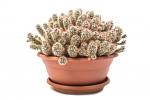 Kaktusy jsou nenáročné a velmi vděčné rostliny.