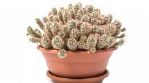 Kaktusy jsou nenáročné a velmi vděčné rostliny.