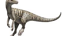 Mezi teropody, tedy tříprsté masožravé dinosaury, patřil i Herrerasaurus ischigualastensis