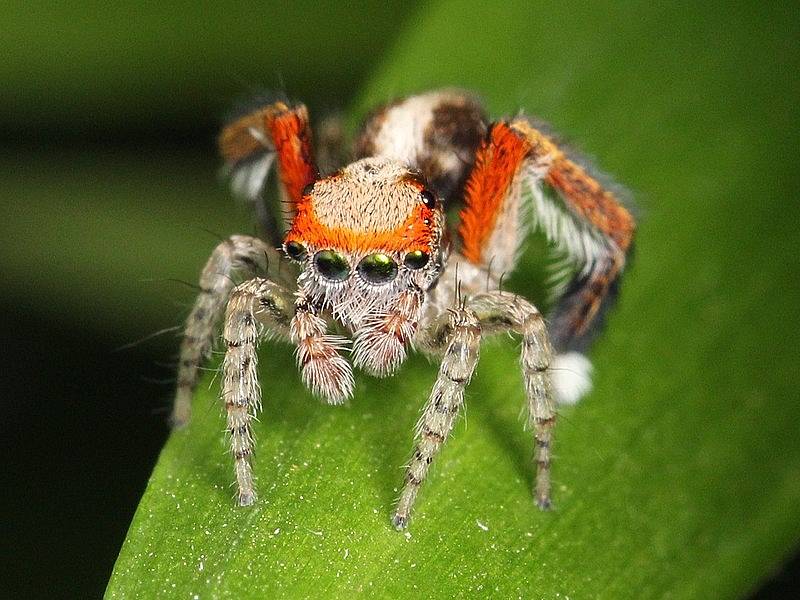 Samec skákavky rudonohé má na těle mimo jiné výraznou červenou. Podle vědců ovšem tento druh pavouka červenou vůbec nerozeznává.